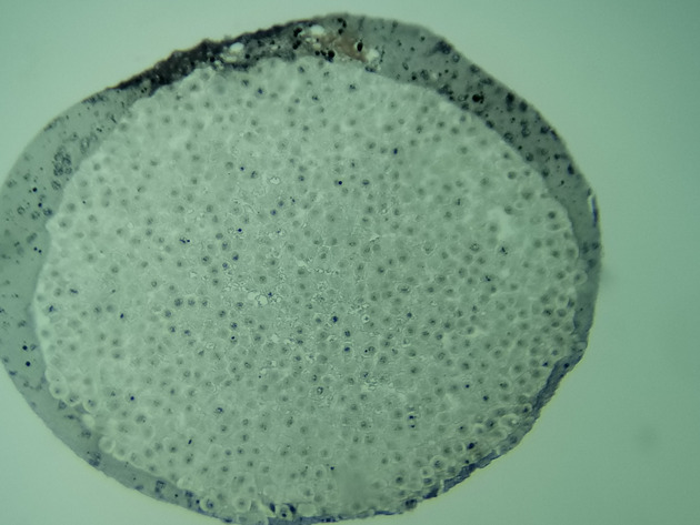 White Fish Mitosis Slides - White Fish Mitosis 01 100X